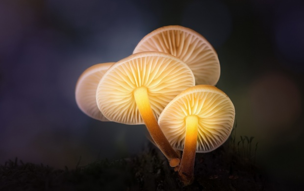 Mushrooms Forest Light