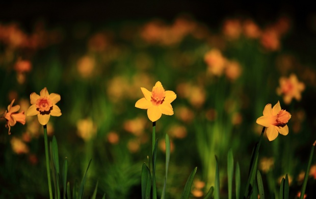 Narcissus Yellow Flowers Spring Bokeh