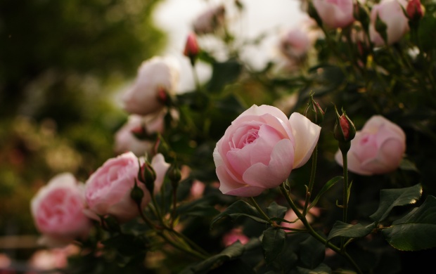 Natural Pink Roses