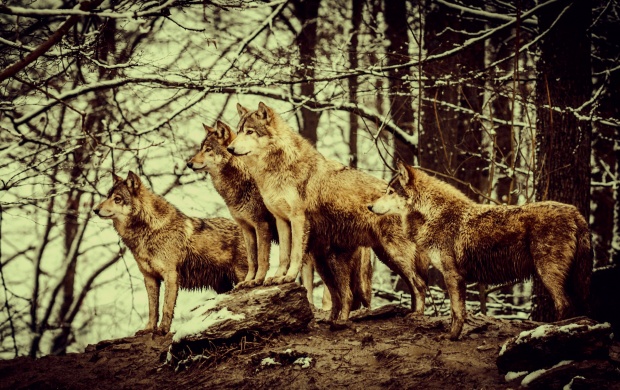 Nature Wolves