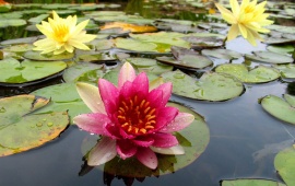 Nice pink water lilly (click to view)