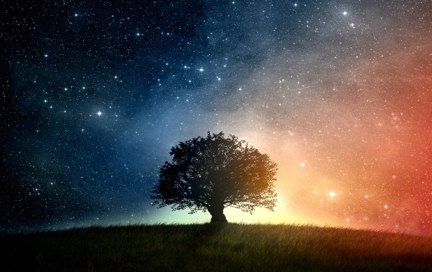 Oak Tree And Starry Night