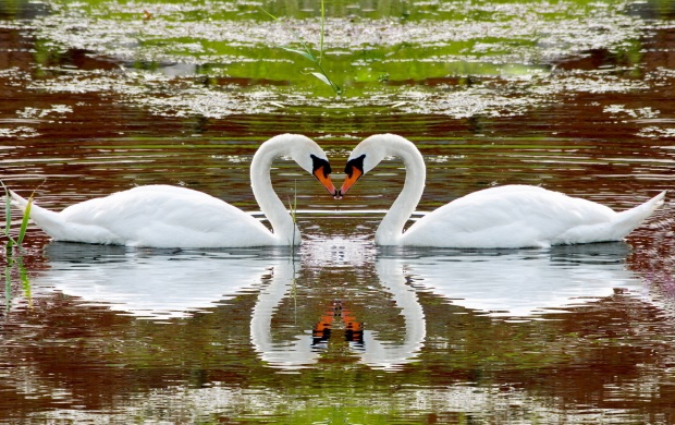 One Pair Of Swans Love The Water