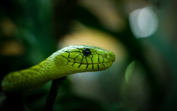 Opheodrys Aestivus Snake
