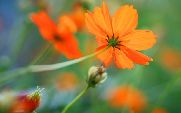 Orange Kosmeya Flowers Background