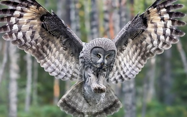 Owl - Forest Birds