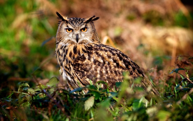 Owl In Greens Grass