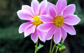 Pair Flowers (click to view)