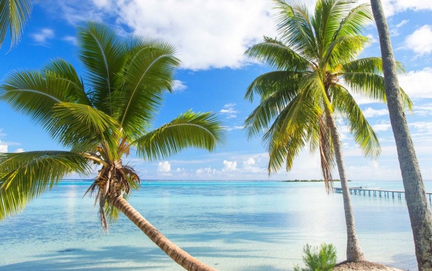 Palm Trees And Azure Water
