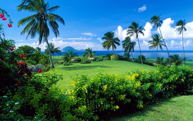 Palm Trees And Green Grass
