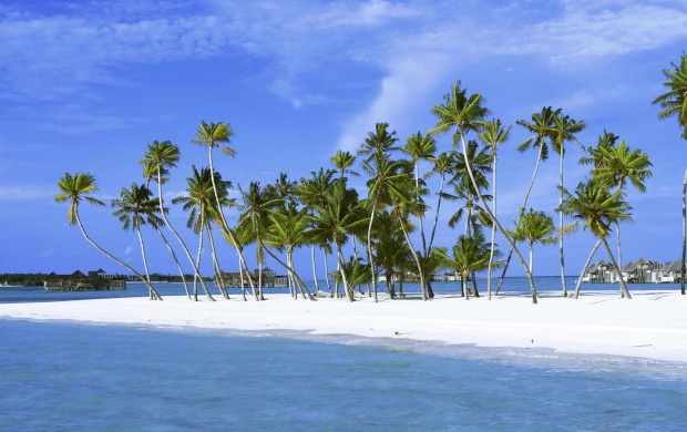 Palms on a White Sand Beach