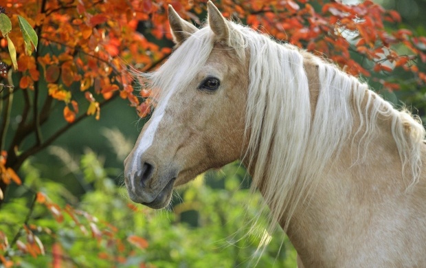 Palomino Horse