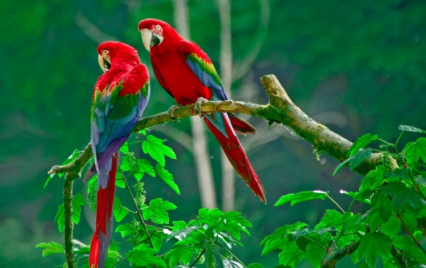Parrot Paradise Bird