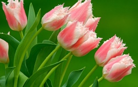 Parrot Tulips (click to view)