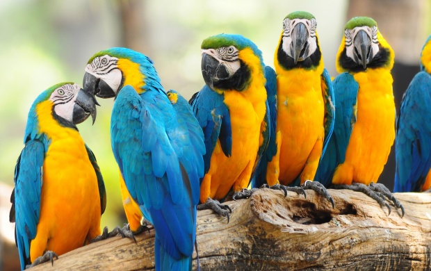 Parrots Bird On Trunk