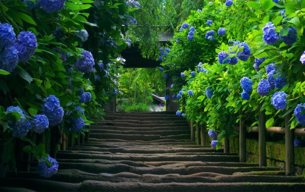 Pathway Flanked by Blue Flowers