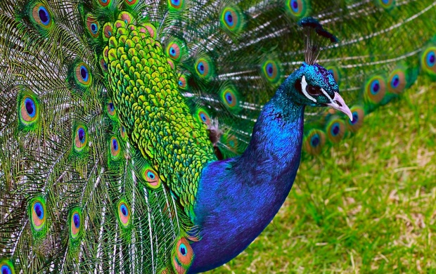 Peacock Bird Side View