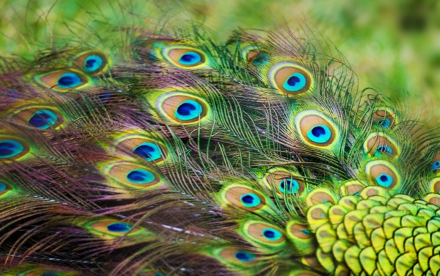 Peacock Color Feathers