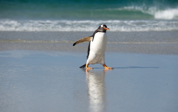 Penguin On A Beach