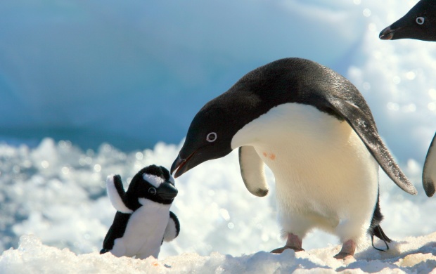 Penguins With Baby Penguin