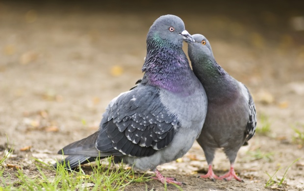 Pigeon Kissing
