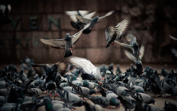 Pigeons Browsing Seeds