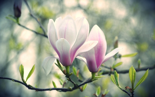 Pink And White Magnolia Flowers