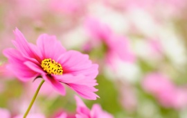 Pink Cosmos (click to view)