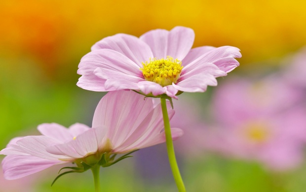 Pink Cosmos Flowers Background