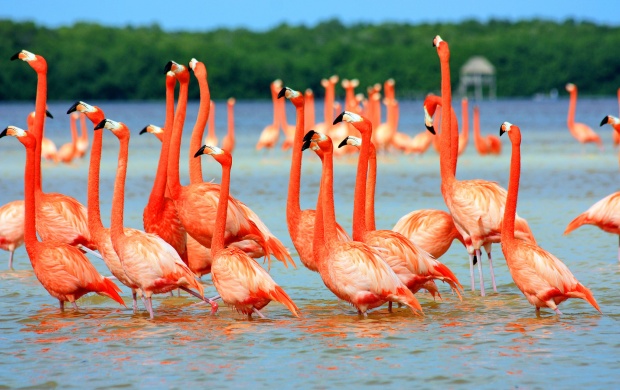 Pink Flamingo Birds In Water