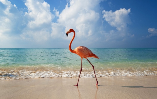 Pink Flamingo on a Beach