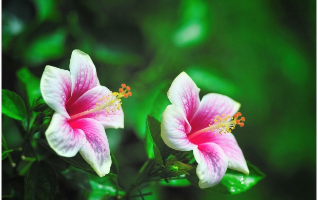 Pink Flower Couple