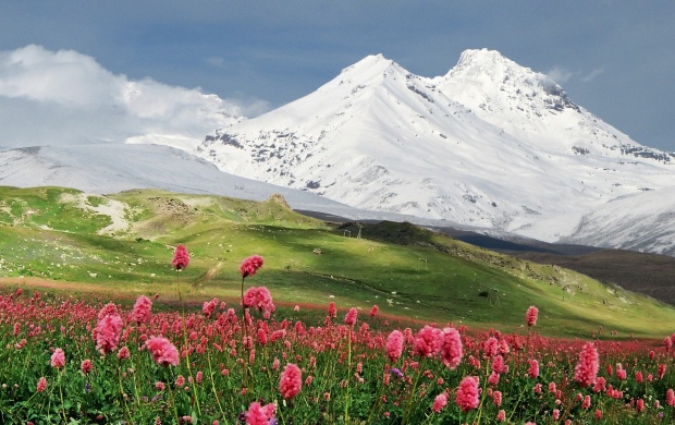 Pink Flowers and Snowy Mountains
