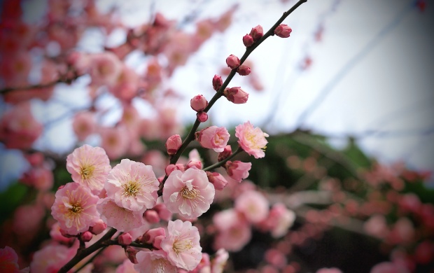 Pink Flowers On Apricot Plant Branch