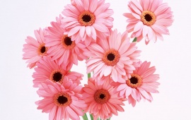 Pink Gerbera Daisies (click to view)