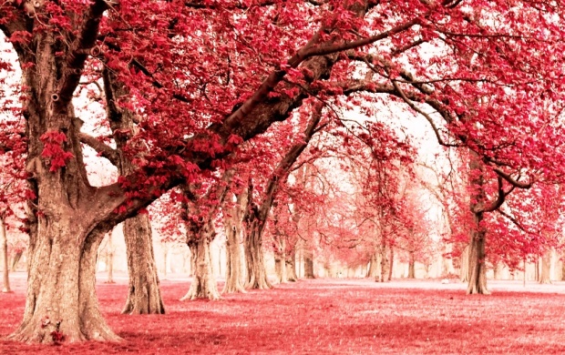 Pink Land With Tree