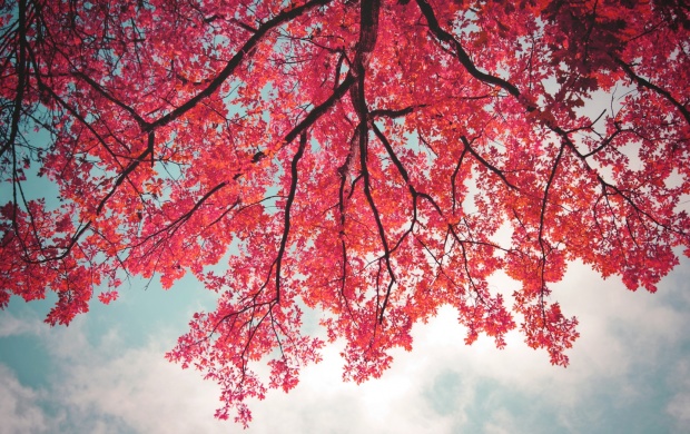 Pink Leaves In Tree Branch