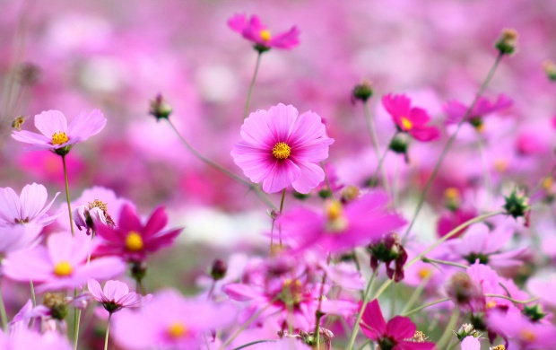 Pink Little Flowers