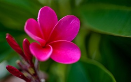 Pink Plumeria Flower (click to view)
