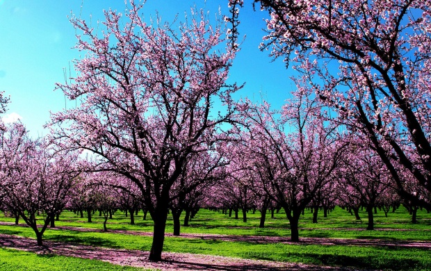 Pink Spring Blossomed Trees
