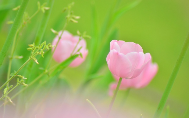 Pink Tulip Bud Flower Plants