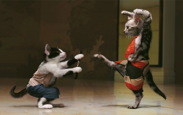 Pisici Kung Fu Cats