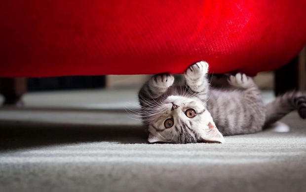 Playful Cat Under the Bed