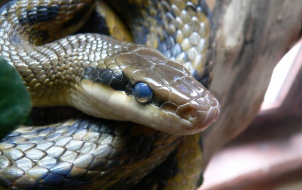 Poisionous Blue Snake