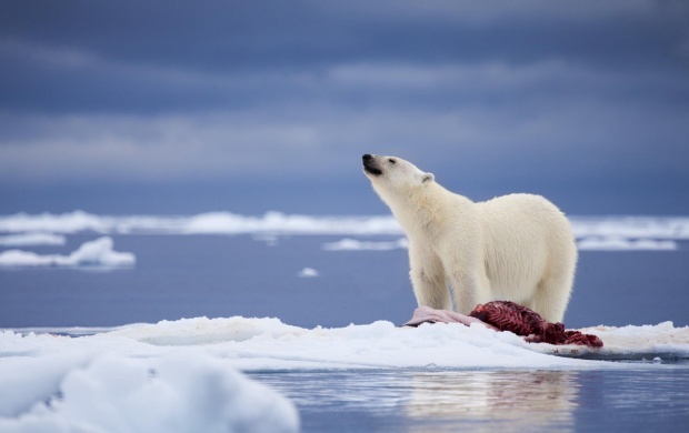 Polar Bear And Meat