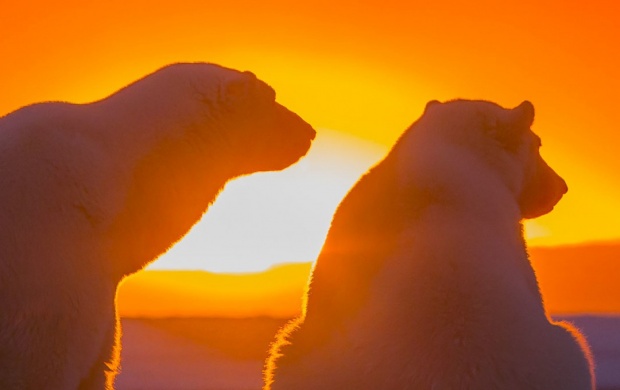 Polar Bears Antarctica Sunset