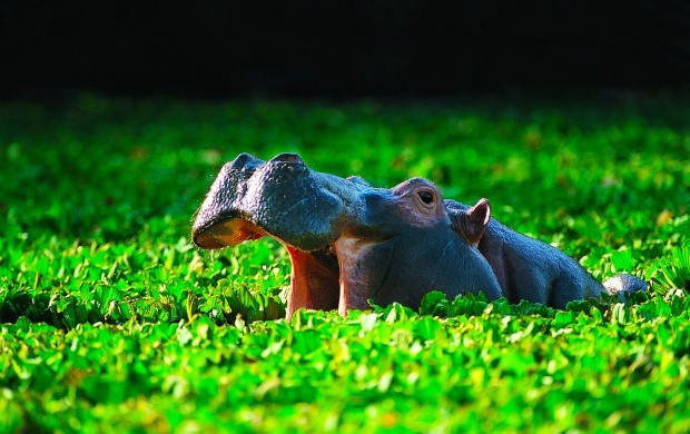 Pond Hippopotamus