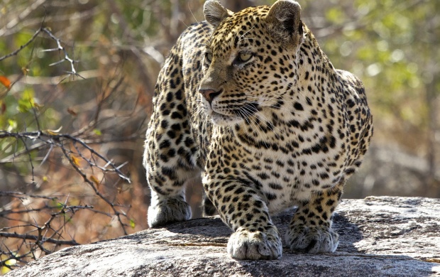 Predator Leopard