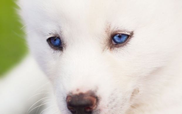 Pretty White Puppy Blue Eyes