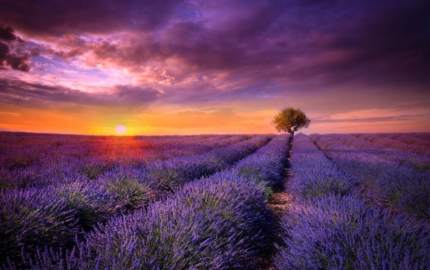 Provence Field Lavender Sunset